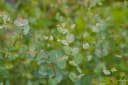 Pflanzen für Dich Eucalyptus Silver Dollar Eukalyptus Silberdollar-Eukalyptus Bild 5