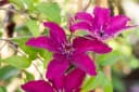 Clematis Hybride 'Rüütel' - Tiefrote Waldrebe mit Nachblüte Bild 1
