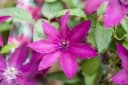 Clematis Hybride 'Rüütel' - Tiefrote Waldrebe mit Nachblüte Bild 2