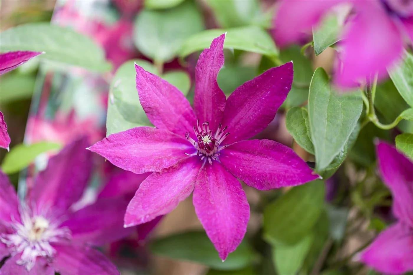 Clematis Hybride 'Rüütel' - Tiefrote Waldrebe mit Nachblüte - Bild 2