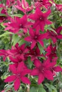 Clematis Hybride 'Rüütel' - Tiefrote Waldrebe mit Nachblüte Bild 3