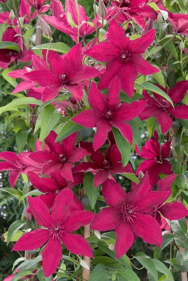 Clematis Hybride 'Rüütel' - Tiefrote Waldrebe mit Nachblüte - Bild 3
