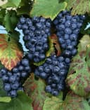 Vitis vinifera 'Regent' Weinrebe 80–100 cm Bild 1