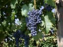 Vitis vinifera 'Regent' Weinrebe 80–100 cm Bild 2