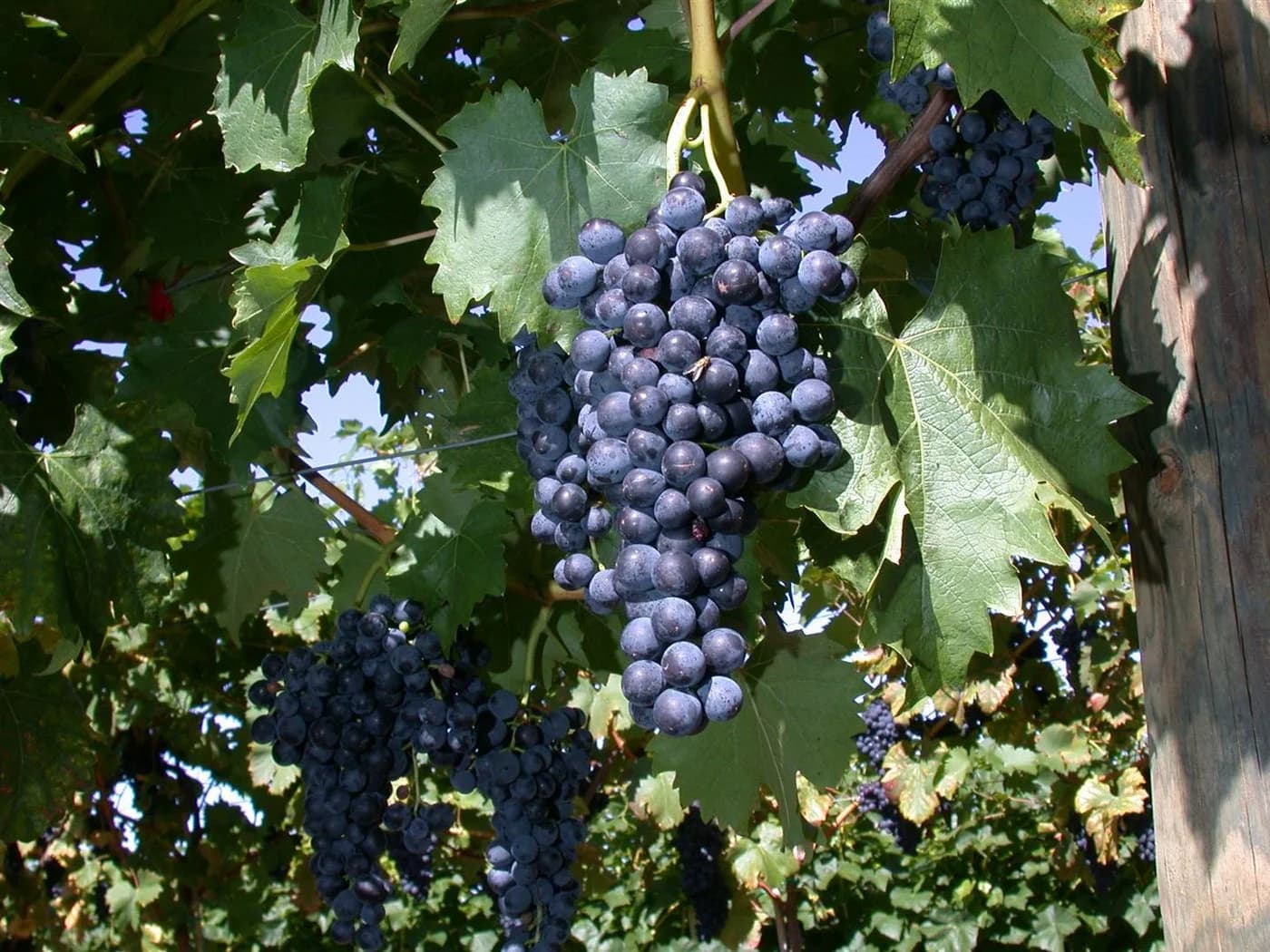 Vitis vinifera 'Regent' Weinrebe 80–100 cm - Bild 2