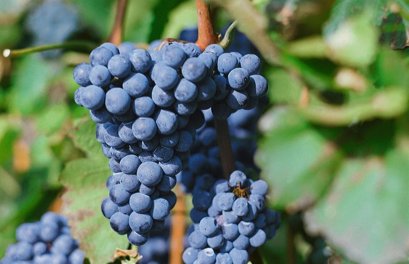 Vitis vinifera 'Regent' Weinrebe 80–100 cm - Bild 3