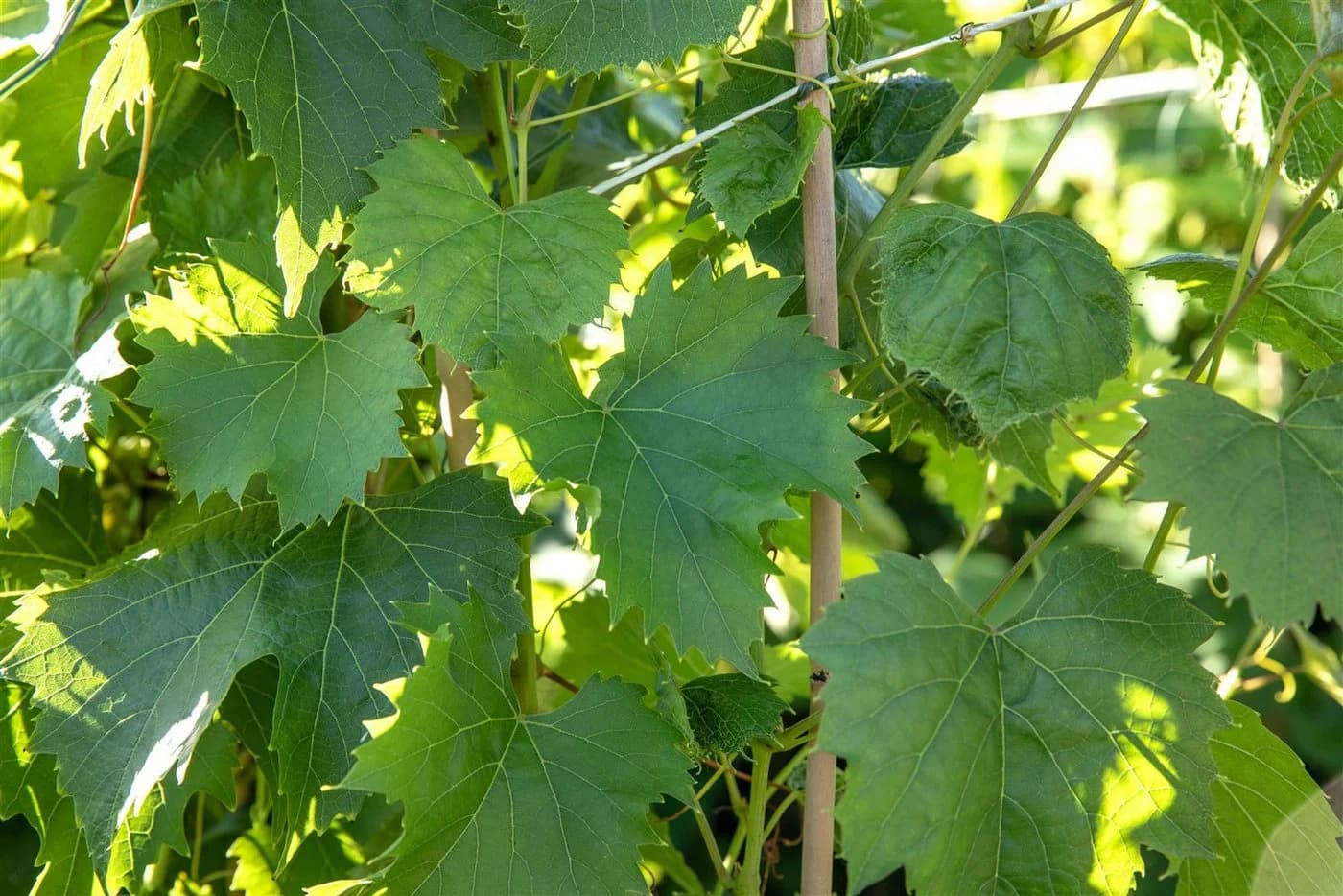 Vitis vinifera 'Regent' Weinrebe 80–100 cm - Bild 4