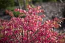 Pflanzen für Dich Euonymus alatus Flügel-Spindelstrauch Grün Bild 1
