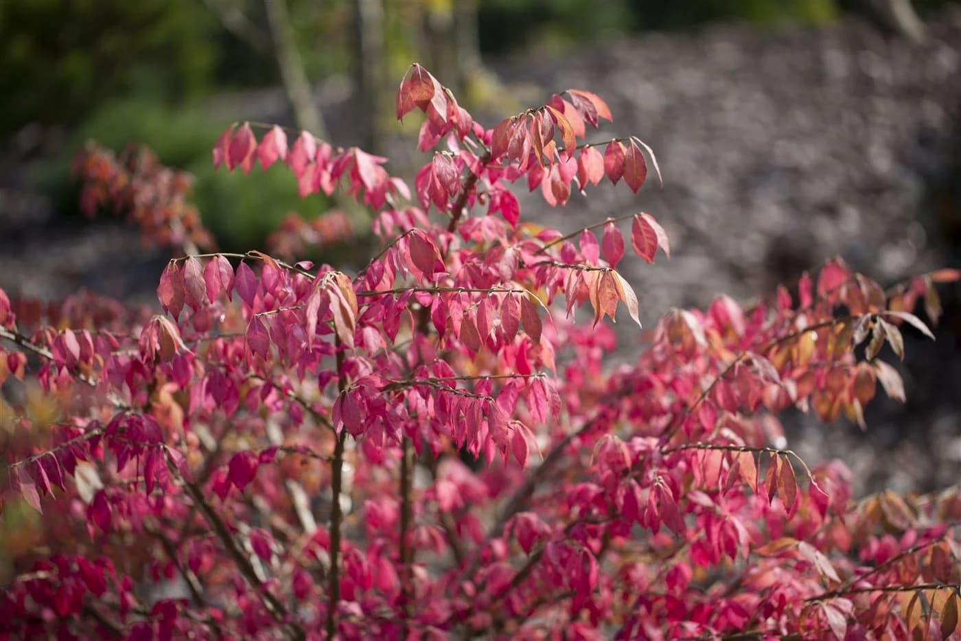 Pflanzen für Dich Euonymus alatus Flügel-Spindelstrauch Grün - Bild 1