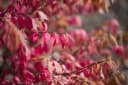 Pflanzen für Dich Euonymus alatus Flügel-Spindelstrauch Grün Bild 2