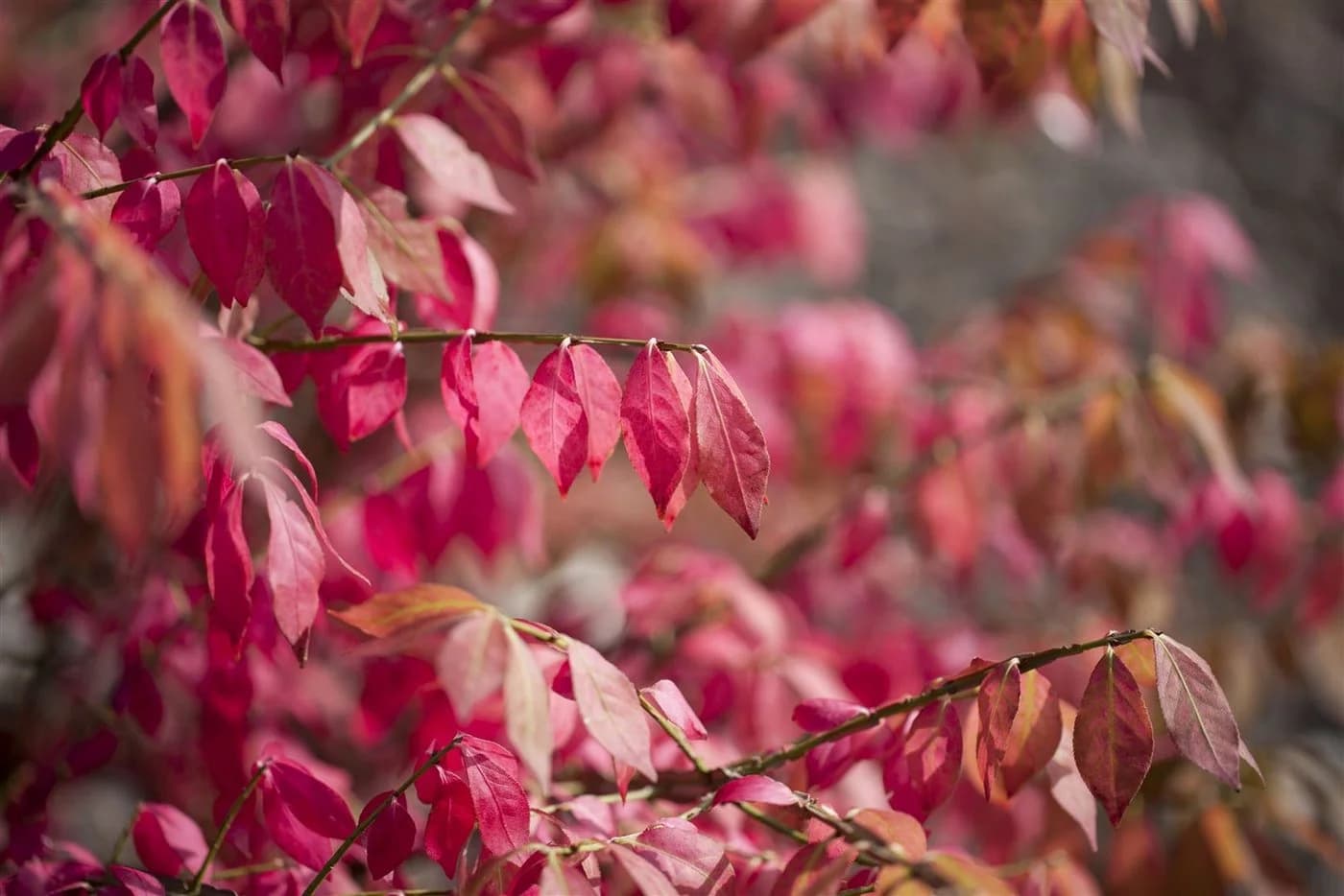 Pflanzen für Dich Euonymus alatus Flügel-Spindelstrauch Grün - Bild 2