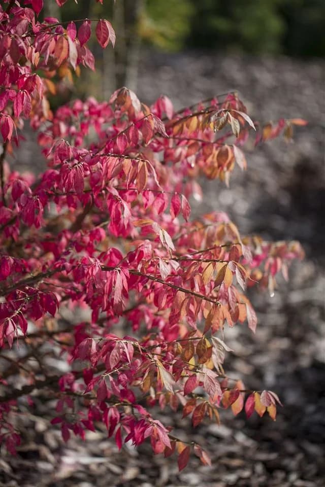 Pflanzen für Dich Euonymus alatus Flügel-Spindelstrauch Grün - Bild 3
