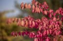 Pflanzen für Dich Euonymus alatus Flügel-Spindelstrauch Grün Bild 4