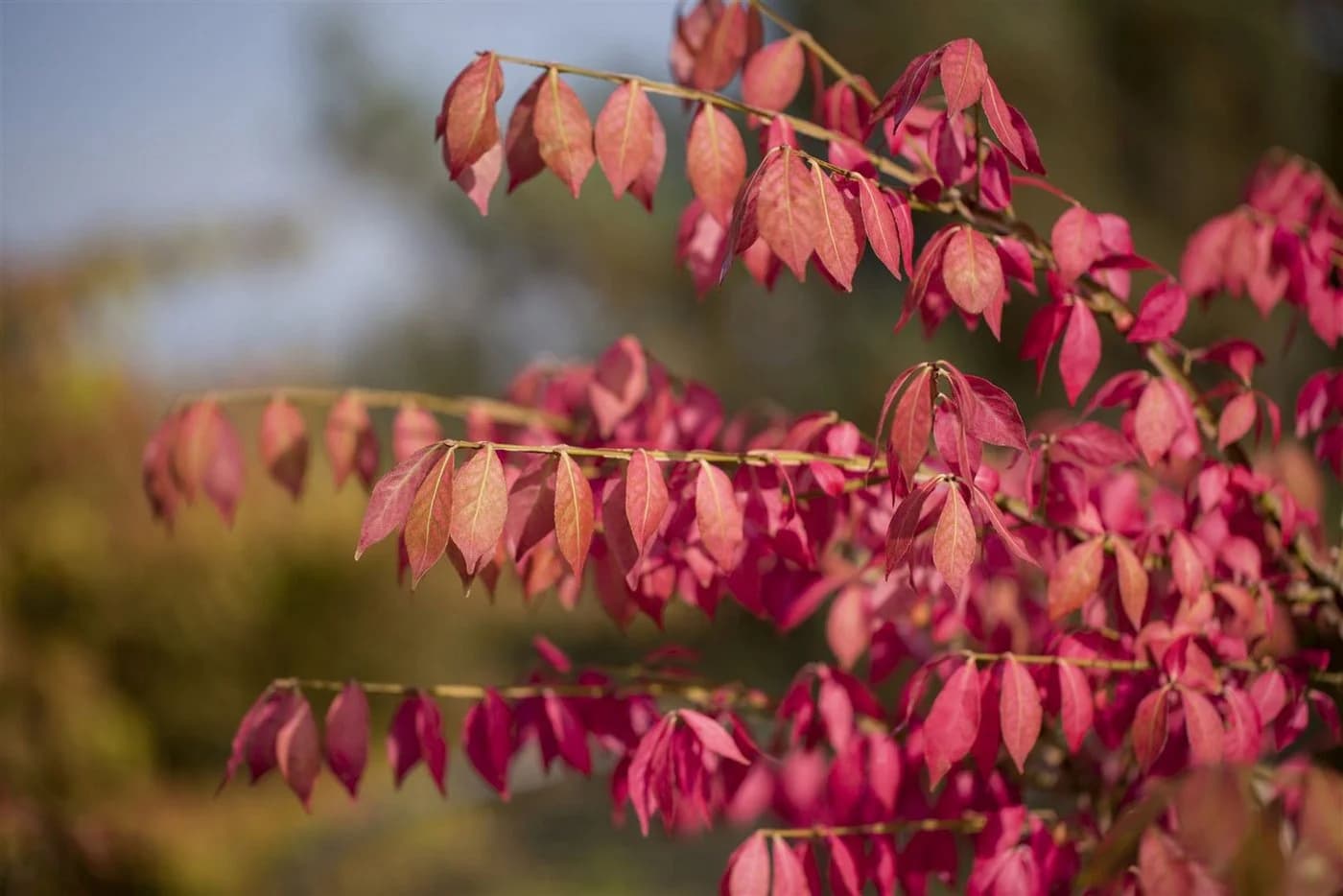 Pflanzen für Dich Euonymus alatus Flügel-Spindelstrauch Grün - Bild 4