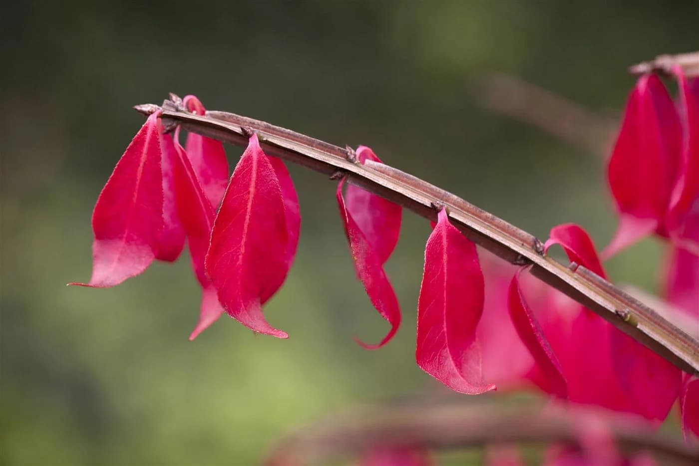 Pflanzen für Dich Euonymus alatus Flügel-Spindelstrauch Grün - Bild 5