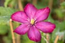 Pflanzen für Dich Clematis Hybride Rouge Cardinal Kletterpflanze Tiefrot Bild 1