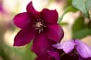 Pflanzen für Dich Clematis Hybride Rouge Cardinal Kletterpflanze Tiefrot Bild 2