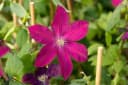 Pflanzen für Dich Clematis Hybride Rouge Cardinal Kletterpflanze Tiefrot Bild 3