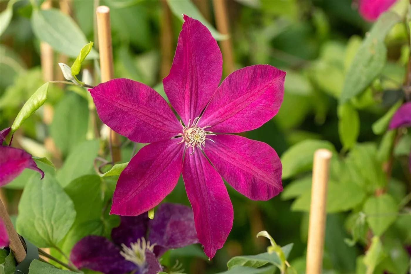 Pflanzen für Dich Clematis Hybride Rouge Cardinal Kletterpflanze Tiefrot - Bild 3