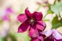 Pflanzen für Dich Clematis Hybride Rouge Cardinal Kletterpflanze Tiefrot Bild 4