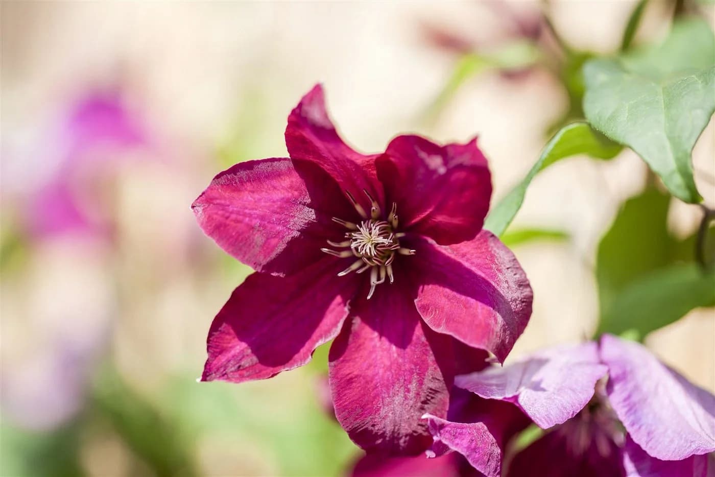 Pflanzen für Dich Clematis Hybride Rouge Cardinal Kletterpflanze Tiefrot - Bild 4