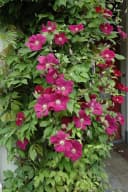 Pflanzen für Dich Clematis Hybride Rouge Cardinal Kletterpflanze Tiefrot Bild 5