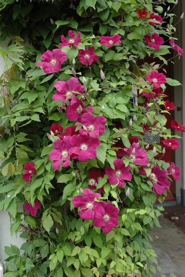Pflanzen für Dich Clematis Hybride Rouge Cardinal Kletterpflanze Tiefrot - Bild 5