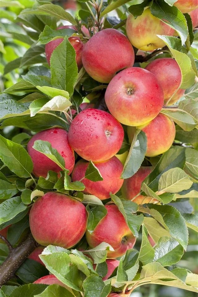 Malus 'Elstar' Apfelbaum 150–200 cm
