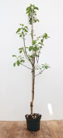 Malus 'Elstar' Apfelbaum 150–200 cm Bild 2