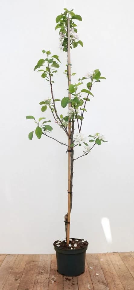 Malus 'Elstar' Apfelbaum 150–200 cm - Bild 2