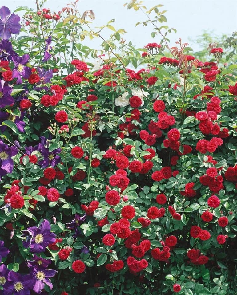 Pflanzen für Dich Rose Rosa 'Chevy Chase' Kletterrose