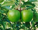 Malus 'Granny Smith' Apfelbaum Grün 150–200 cm Bild 4