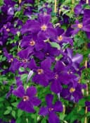 Pflanzen für Dich Kletterpflanze Clematis viticella Polish Spirit Violettblühend Bild 1