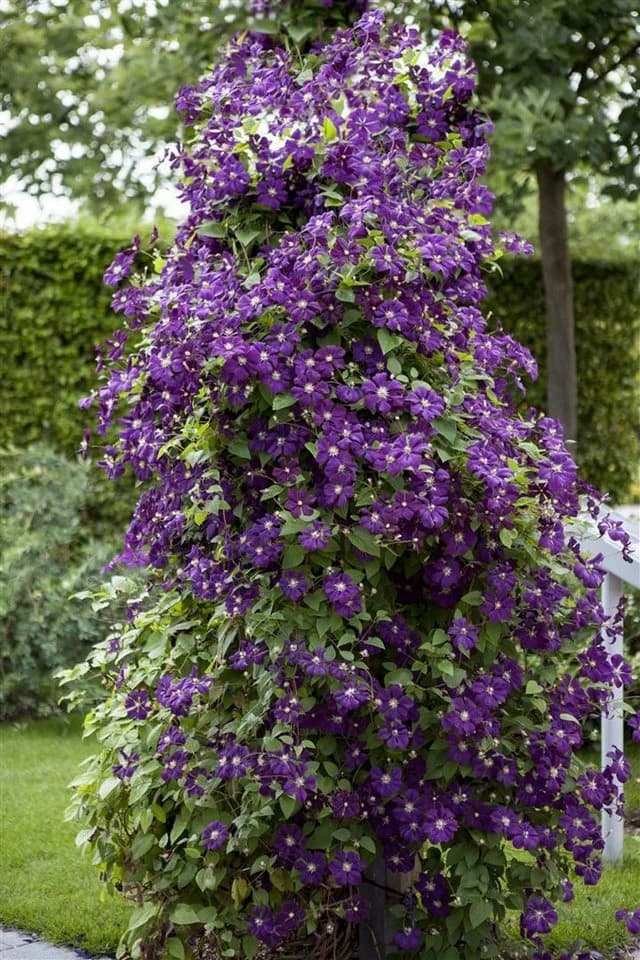 Pflanzen für Dich Kletterpflanze Clematis viticella Polish Spirit Violettblühend - Bild 2