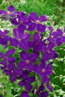 Pflanzen für Dich Kletterpflanze Clematis viticella Polish Spirit Violettblühend Bild 3