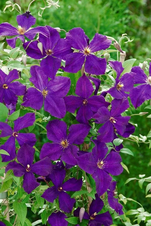 Pflanzen für Dich Kletterpflanze Clematis viticella Polish Spirit Violettblühend - Bild 3