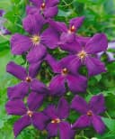 Pflanzen für Dich Kletterpflanze Clematis viticella Polish Spirit Violettblühend Bild 4
