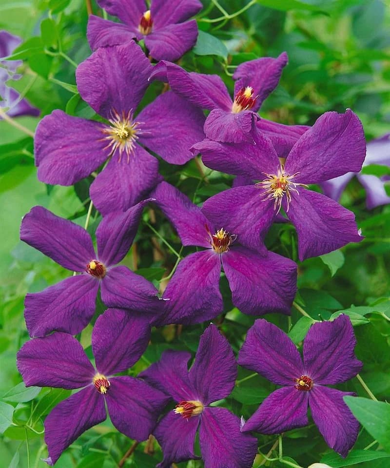 Pflanzen für Dich Kletterpflanze Clematis viticella Polish Spirit Violettblühend - Bild 4