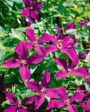Pflanzen für Dich Kletterpflanze Clematis viticella Polish Spirit Violettblühend Bild 5