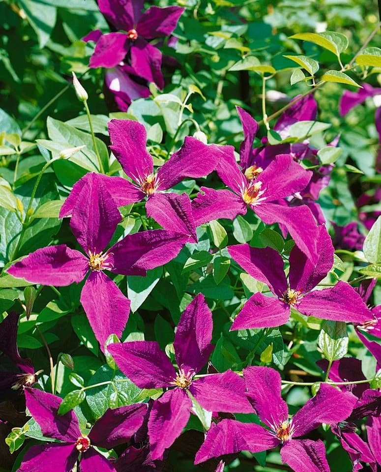 Pflanzen für Dich Kletterpflanze Clematis viticella Polish Spirit Violettblühend - Bild 5