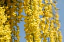 Pflanzen für Dich Laburnum watereri Vossii Goldregen Edel-Goldregen Bild 1