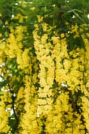 Pflanzen für Dich Laburnum watereri Vossii Goldregen Edel-Goldregen Bild 2
