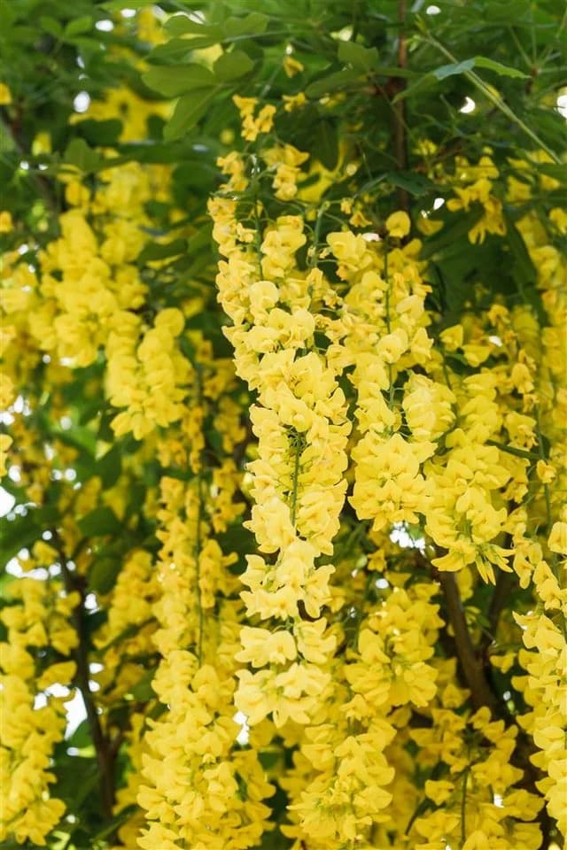Pflanzen für Dich Laburnum watereri Vossii Goldregen Edel-Goldregen - Bild 2