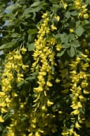 Pflanzen für Dich Laburnum watereri Vossii Goldregen Edel-Goldregen Bild 3