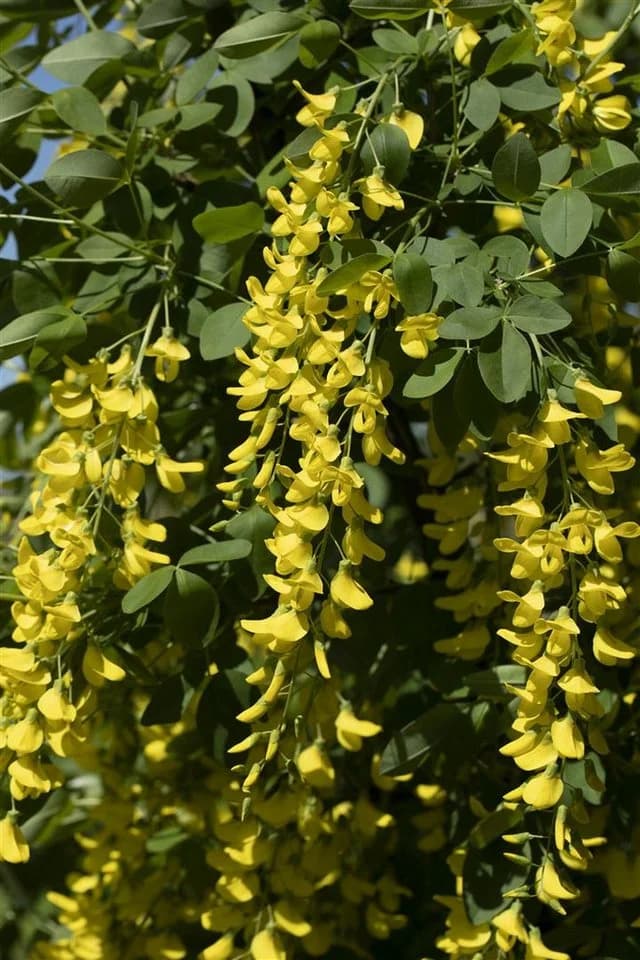 Pflanzen für Dich Laburnum watereri Vossii Goldregen Edel-Goldregen - Bild 3