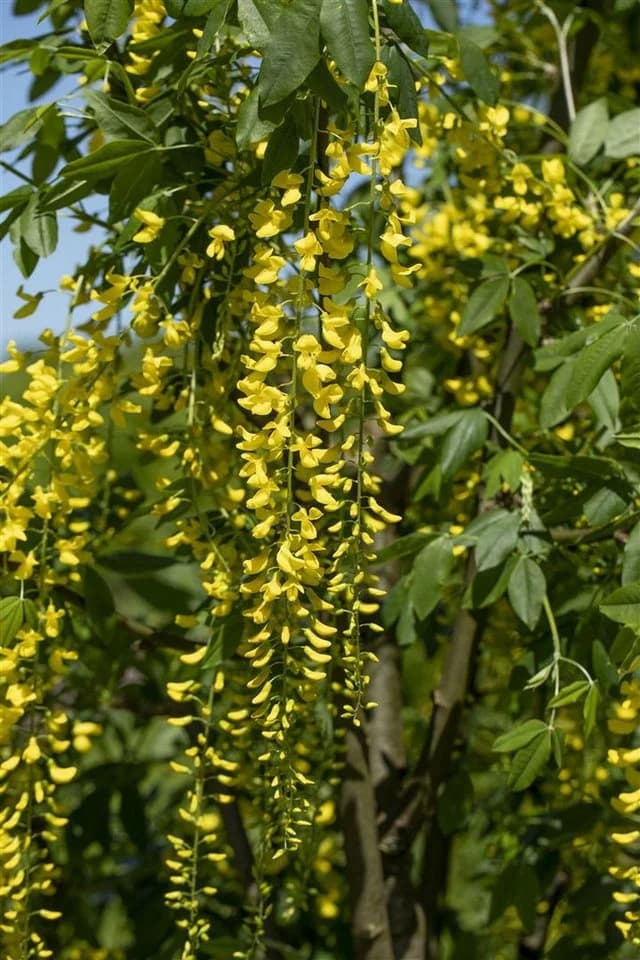 Pflanzen für Dich Laburnum watereri Vossii Goldregen Edel-Goldregen - Bild 4