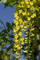 Pflanzen für Dich Laburnum watereri Vossii Goldregen Edel-Goldregen Bild 5
