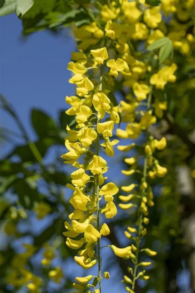 Pflanzen für Dich Laburnum watereri Vossii Goldregen Edel-Goldregen - Bild 5