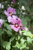 Pflanzen für Dich Hibiscus syriacus Woodbridge Rosa Garten-Eibisch Bild 1