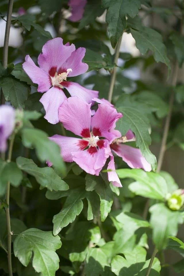 Pflanzen für Dich Hibiscus syriacus Woodbridge Rosa Garten-Eibisch - Bild 1